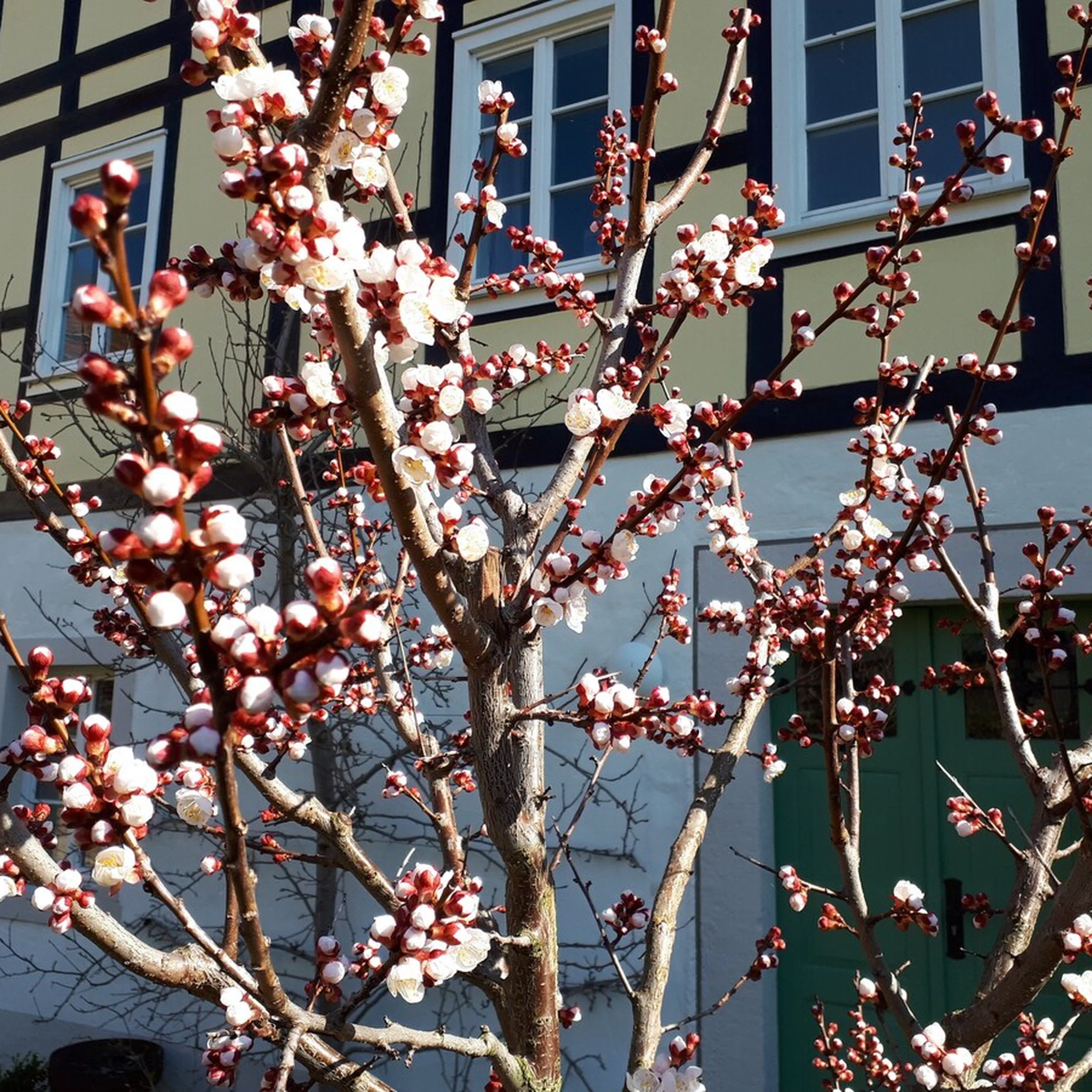 Blühender Obstbaum vor der Fachwerkfassade des Markthauses