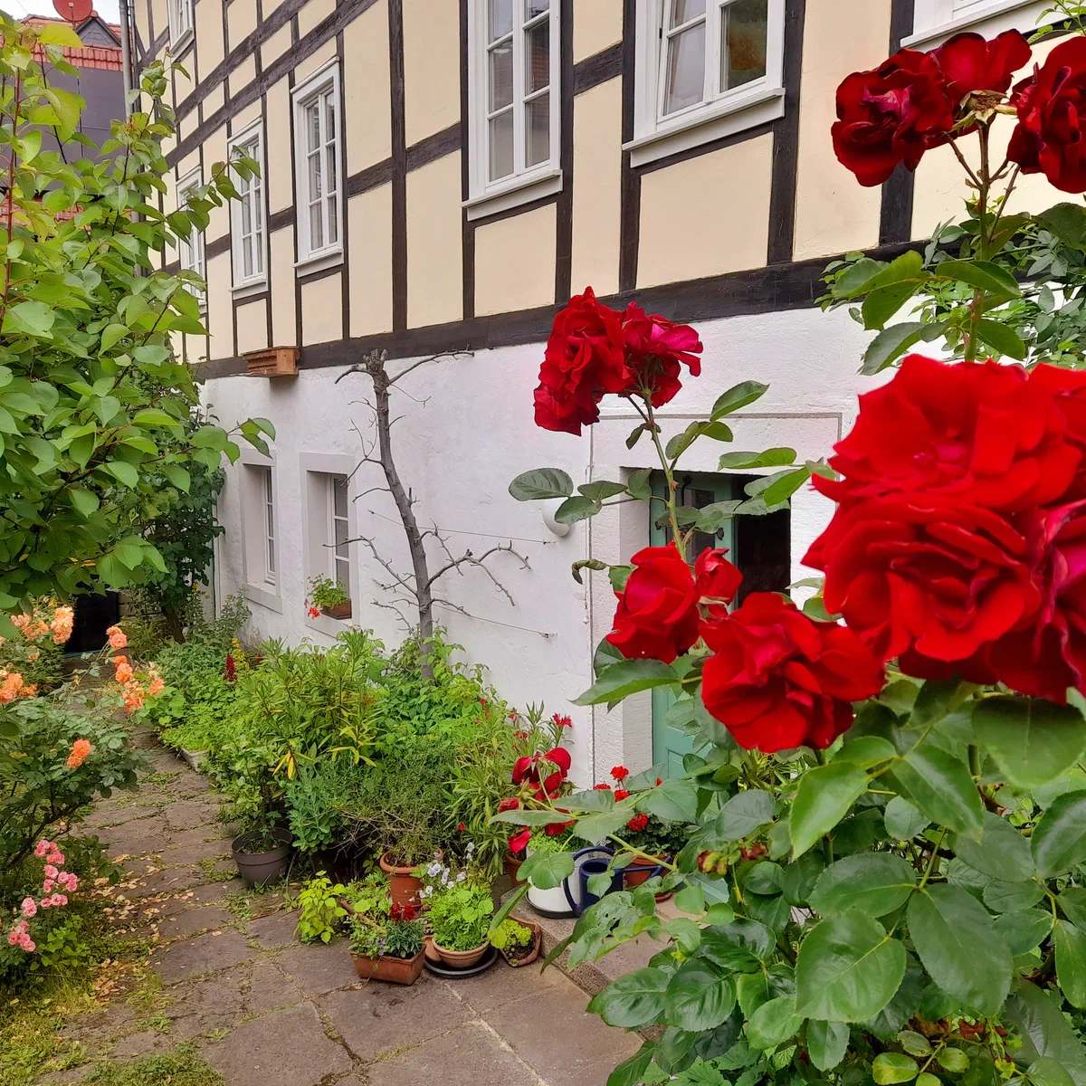 Rote Rosen im Garten vor der Fachwerkfassade
