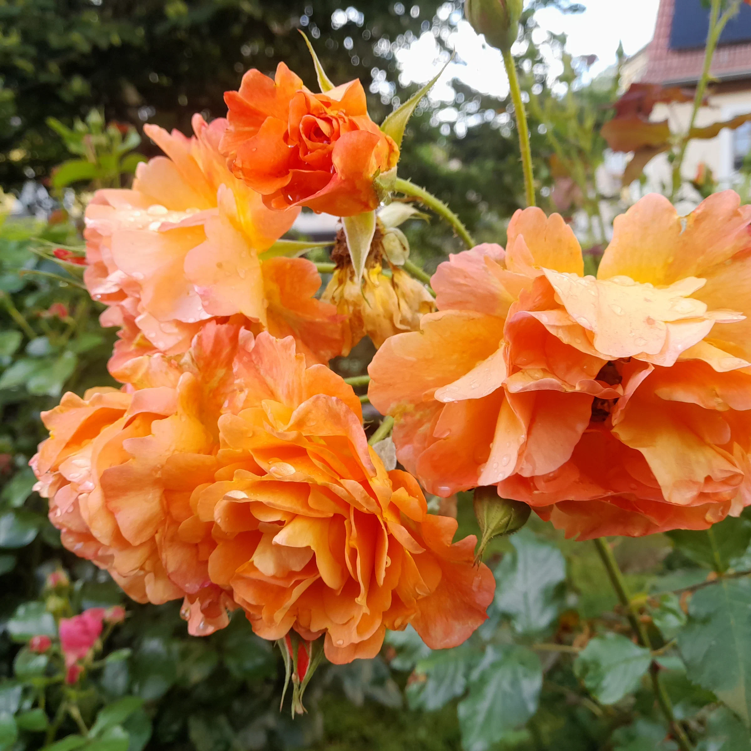 Aprikosenfarbene Rosen im Garten des Markthauses