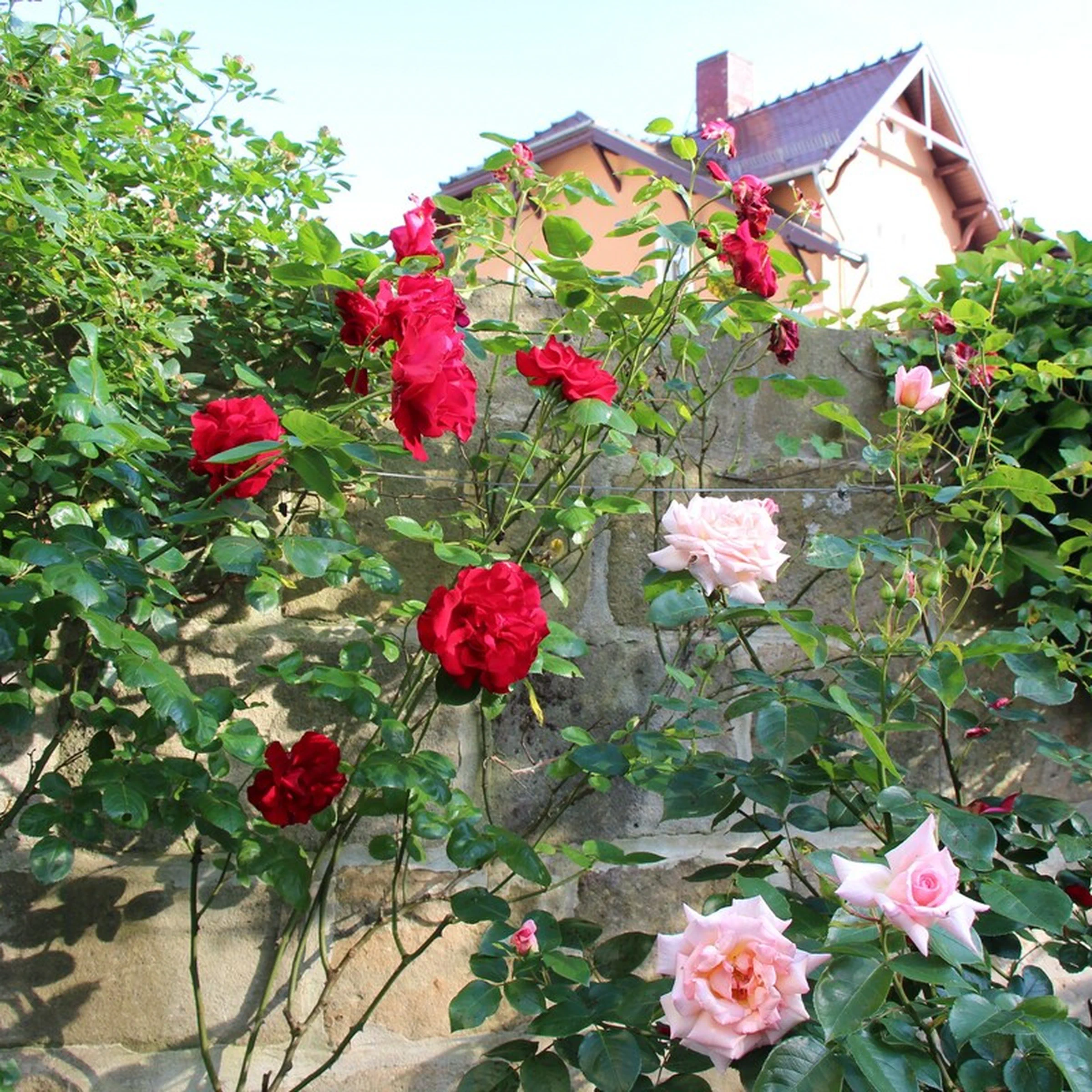 Rote und rosa Rosen an der Gartenmauer